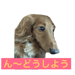 [LINEスタンプ] らいちのスタンプ