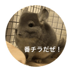 [LINEスタンプ] chinchilla gumi