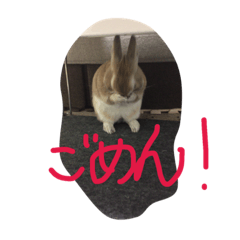 [LINEスタンプ] rabbit picuture cute