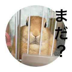 [LINEスタンプ] ココミすたんぷ