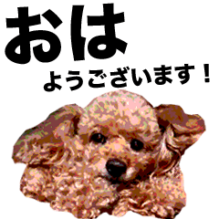 [LINEスタンプ] ワンコのショコラスタンプ