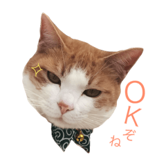 [LINEスタンプ] 色んな猫で土佐弁