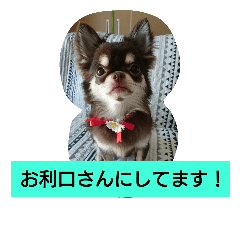 [LINEスタンプ] chihuahuahappy