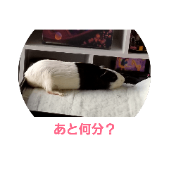 [LINEスタンプ] mol.chan4