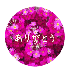 [LINEスタンプ] 花と日常の言葉たちの画像（メイン）