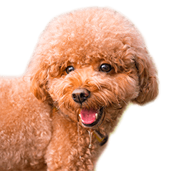 [LINEスタンプ] Poodle JIOU JIOU