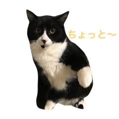 [LINEスタンプ] にゃんこ組スニャンプ2