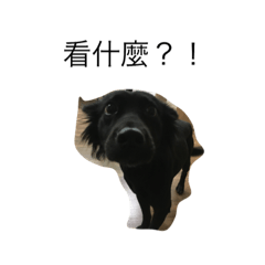 [LINEスタンプ] Hong Doggg