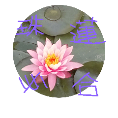 [LINEスタンプ] lotus~の画像（メイン）