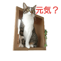 [LINEスタンプ] きょうだい猫アニとハナ 1