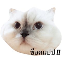 [LINEスタンプ] Santos Chubby Cat 1