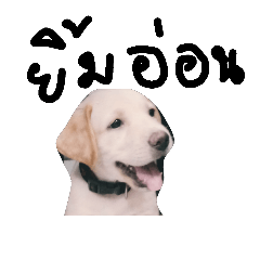 [LINEスタンプ] Taohoo Little Dog