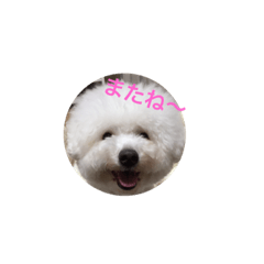 [LINEスタンプ] ふうたんからのメッセージ