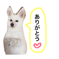 [LINEスタンプ] ポメックスシンバ