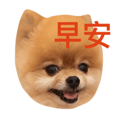 [LINEスタンプ] Pomeranian_Maru