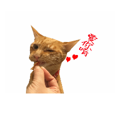 [LINEスタンプ] we love crazy cats