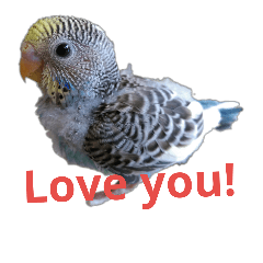 [LINEスタンプ] Pat Budgerigar