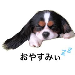 [LINEスタンプ] エルの日常★