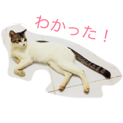 [LINEスタンプ] ながくん、怖がり白ニャンコ