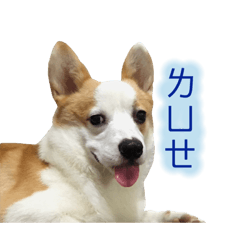 [LINEスタンプ] Kobi The Corgi II