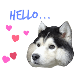 [LINEスタンプ] KooKa Husky dog