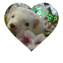 [LINEスタンプ] go out side with ferrets