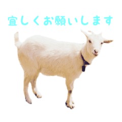 [LINEスタンプ] Everyday of funny goat！