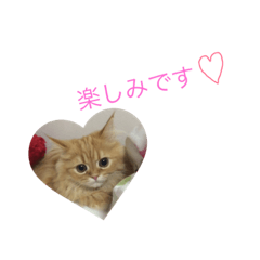 [LINEスタンプ] ねこの敬語すたんぷ