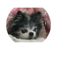 [LINEスタンプ] I'm Dog not Cat！