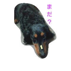 [LINEスタンプ] ミニチュアダックス〜日常