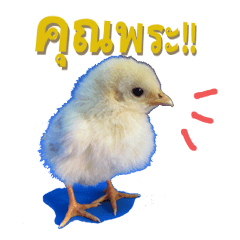 [LINEスタンプ] Little Chick Sticker