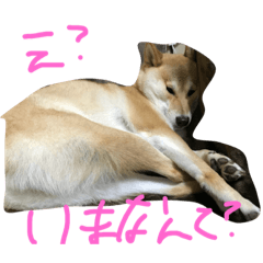 [LINEスタンプ] 柴犬、くう