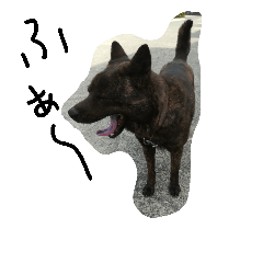 [LINEスタンプ] 甲斐犬(くま メス2歳)の日常
