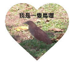 [LINEスタンプ] bird bird bird bird bbbb