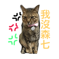 [LINEスタンプ] my  cats and kid.