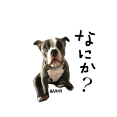 [LINEスタンプ] americanbully   HAMON＆BIANCA