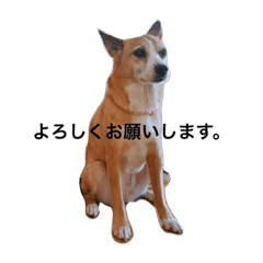 [LINEスタンプ] ミックス犬のナツコ