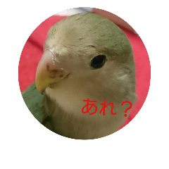 [LINEスタンプ] コザクラインコさんの一言