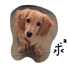 [LINEスタンプ] My friends and dogs.