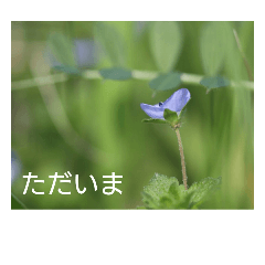 [LINEスタンプ] お花でご挨拶