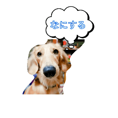 [LINEスタンプ] DAKSのスタンプ