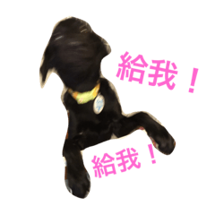 [LINEスタンプ] Happy Yang-Crazy.