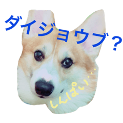 [LINEスタンプ] コーギーシエルのゆるい日常 2