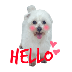 [LINEスタンプ] DuDu little dog