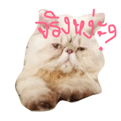 [LINEスタンプ] Kaosuay the Cat