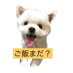 [LINEスタンプ] チワポメ・さくら