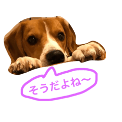 [LINEスタンプ] 花猫犬