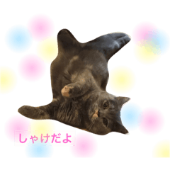 [LINEスタンプ] しゃけだよ