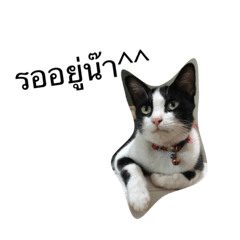 [LINEスタンプ] long the cat