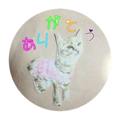 [LINEスタンプ] the dogs and cats